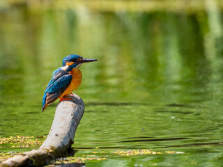 Common Kingfisher (Alcedo atthis) sitting on a stick.