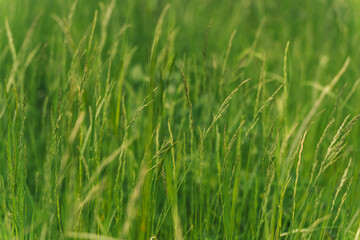 Field of green grass with spikelets closeup. Time for haymaking of ripened green grass in the meadow. Wallpaper, natural background.