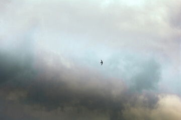 Obraz na płótnie Canvas Colorful sky with clouds, a bird in flight. Background design.