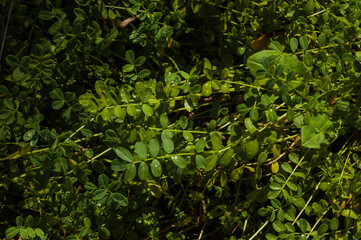 Fototapeta na wymiar Fast growing plant overgrowth near riverbank. 