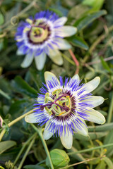 Close up passiflora. Passion Flower (Passiflora caerulea) leaf in tropical garden. Beautiful passion fruit flower or Passiflora (Passifloraceae).