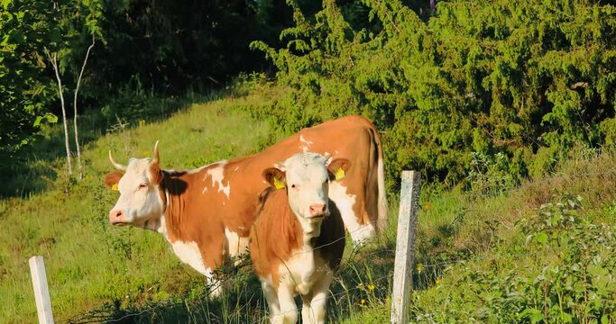 Two dairy cows graze on the meadow. Simmental breed, brown and white spotted cattle standing outdoors in the grass on separated pastur. Schwarzwald, Black Forest mountains, Germany.
