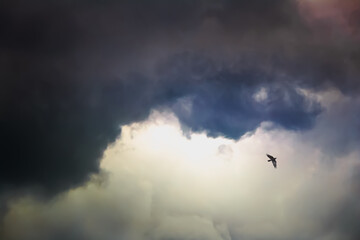 Colorful sky with clouds, a bird in flight. Background design.