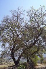 árbol de zapote  blanco