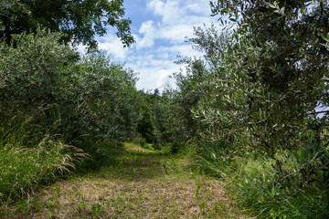 Fototapeta na wymiar Old olive grove on a background of blue sky with clouds