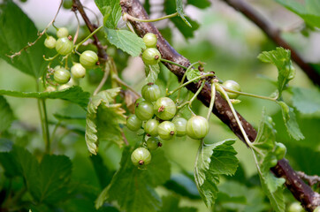 red currant bush unripe green berries of currant on a branch close-up in the garden