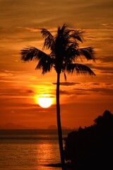 Beautiful rich-coloured sunrise with a palm tree in the foreground 