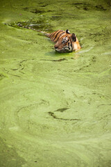 Tigre de vengala  nadando en India