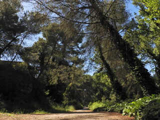 Path in the fores beside a big trees in a sunny day