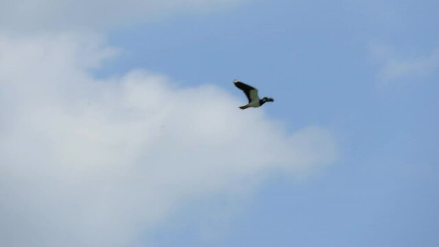 Bird flying against blue sky. Bird Soaring in Air. Slow motion. Close up..