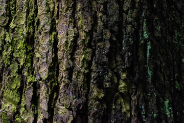 Tree bark closeup, colorful and detailed
