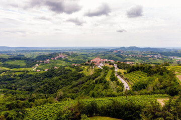 the young Italian hillside vineyard