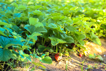 Strawberries in the vegetable garden at the summer cottage: natural product and healthy red berries.
