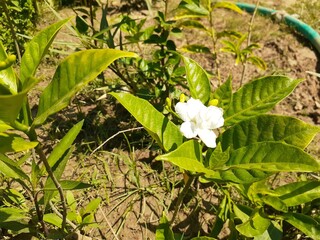 vegetable garden in spring
