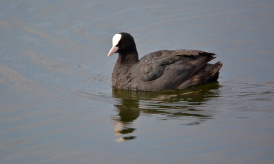 Eurasian coot, common coot, in Latin Fulica astra in water
