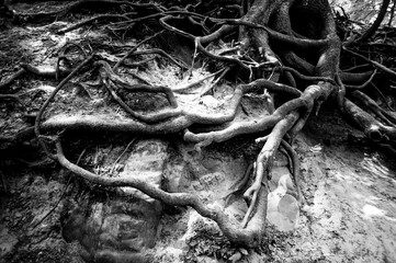 Czech paradise stones roots