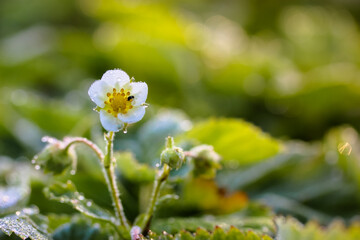 Flowering of strawberry bushes in the garden in summer: natural dietary product, red berry.