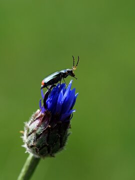 Zweifleckiger Zipfelk&auml;fer auf Kornblume