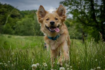 happy cute puppy dog with tongue out running and playing on the grass on the summer field