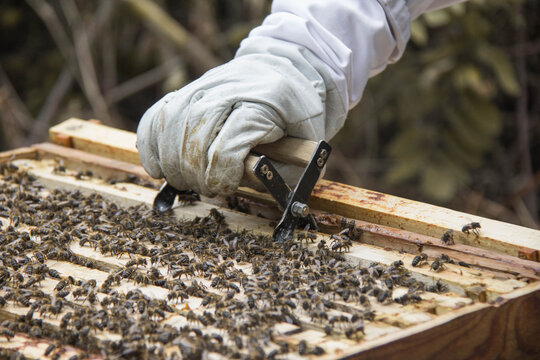 Crop unrecognizable beekeeper in protective costume and gloves using frame grab while extracting wooden frame of honeycombs with sweet honey and bees