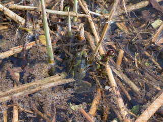 A Frog (Anura) between the reed