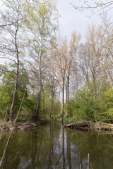 Obraz premium Gaasperplas park in Amsterdam in April