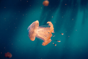 Jellyfish floating in deep water, aquarium