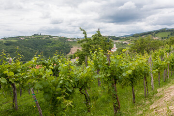 Fototapeta na wymiar the young Italian hillside vineyard
