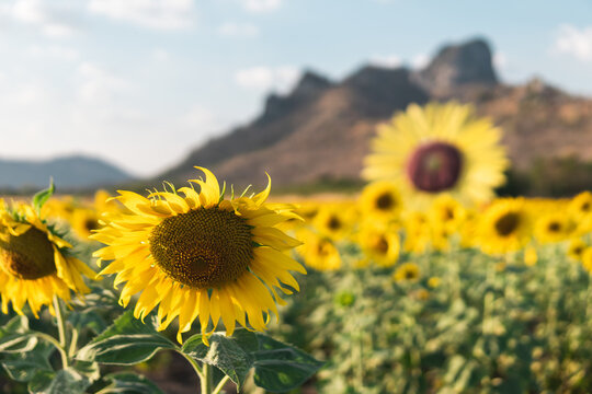 Picturesque landscape of yellow beautiful sunflower and green grass growing on hill in sunflowers field against cloudy blue sky on summer warm day