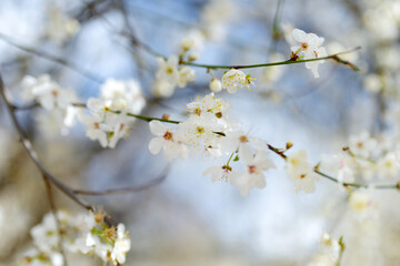 Beautiful cherry tree blossoming on spring. Beauty in nature. Tender cherry branches on sunny day outdoors.