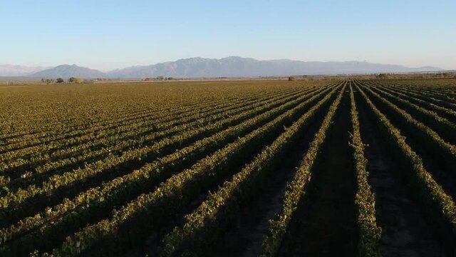 Vi&ntilde;edos de Mendoza con hermoso amancer