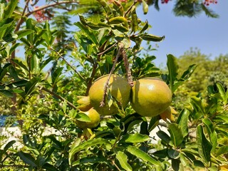 apple on tree