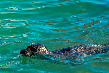 Fototapeta premium Grey seal (Halichoerus grypus) swimming in Baltic Sea - Hel, Pomerania, Poland