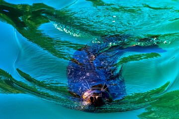 Grey seal (Halichoerus grypus) swimming in Baltic Sea - Hel, Pomerania, Poland