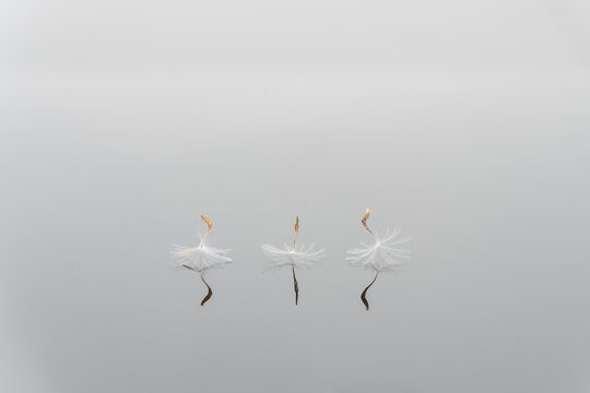 Closeup of lightweight pappus of dandelion placed in row on white background