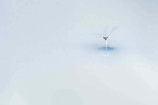 Closeup of lightweight pappus of dandelion in soft cold light with reflection on mirror surface background