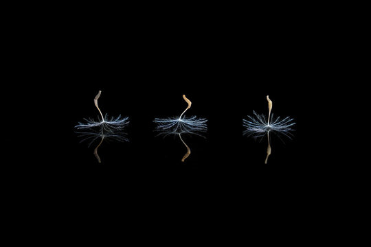 Minimalist composition of spores of dandelion placed in row on mirror on black background