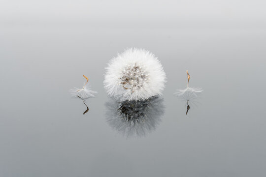 Closeup of dandelion bulb in soft cold light with reflection on mirror background