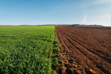 Rural landscape with agricultural field half plowed and half planted under blue sky in sunny day in countryside