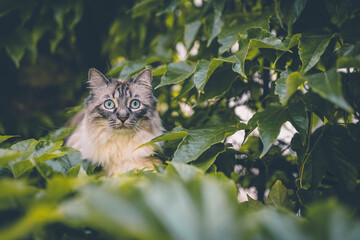 Naklejka na ściany i meble Ragdoll Katze versteckt sich im Gebüsch