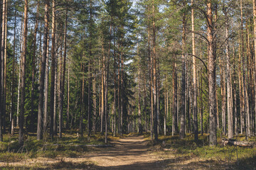 Sunny summer day in the forest with pine trees and green grass. forest road