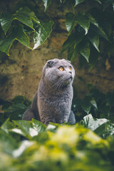 Scottish Fold Katze auf der Lauer im Gebüsch