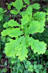 liście dębu, liść, 