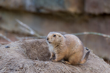 A Prairie Dog (Genus Cynomys)