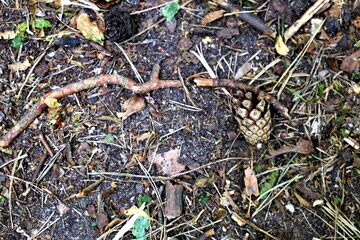 szyszka, ziemia, las, © Pawel