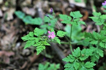 kwiatek, roslina