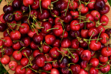 Sweet cherry fruit images on the green grass