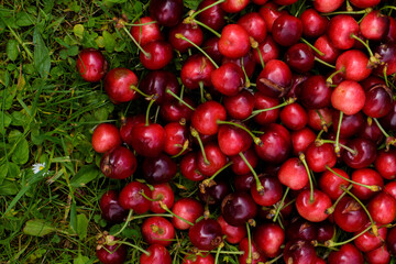 Sweet cherry fruit images on the green grass