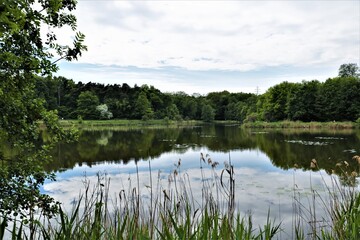 staw, pond, jeziorko, city park, las, park, forest © Pawel