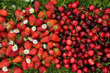 Red  strawberry and cherry on the green grass